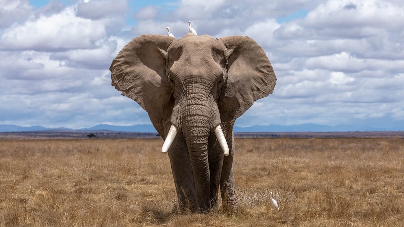 elephant22